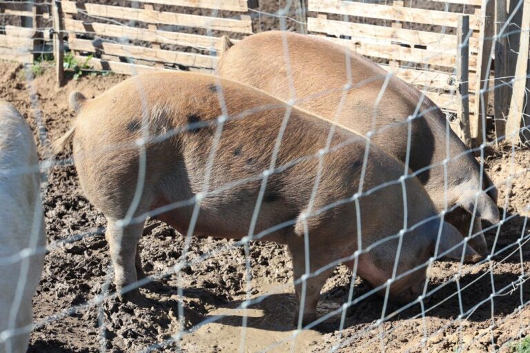 WhatsApp Image 2025 10 22 at 12.57.04 1 768x512