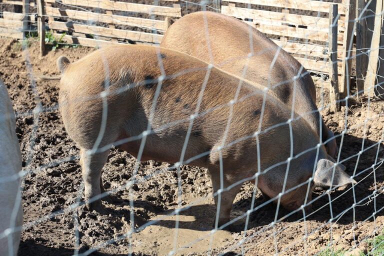 WhatsApp Image 2025 10 22 at 12.57.04 2 768x512