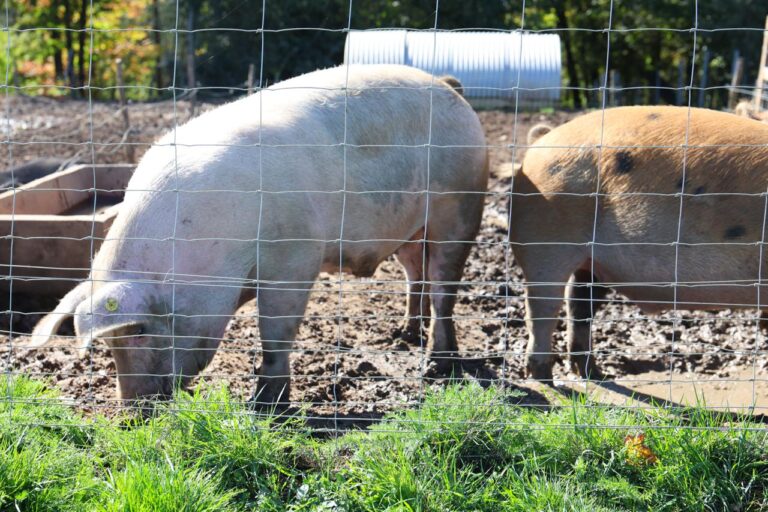 WhatsApp Image 2025 10 22 at 12.57.04 768x512