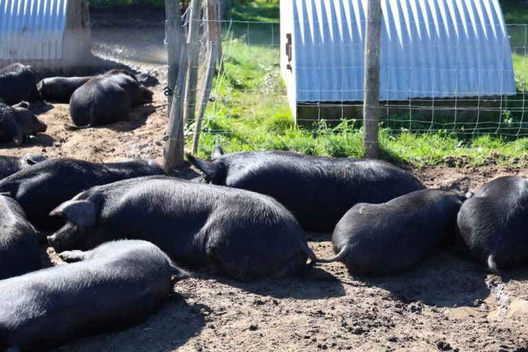 WhatsApp Image 2025 10 22 at 12.57.05 2 768x512