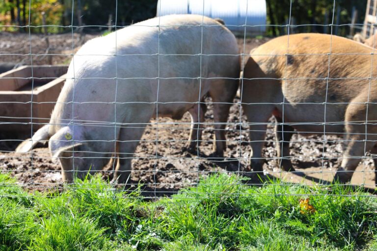 WhatsApp Image 2025 10 22 at 12.57.05 4 768x512