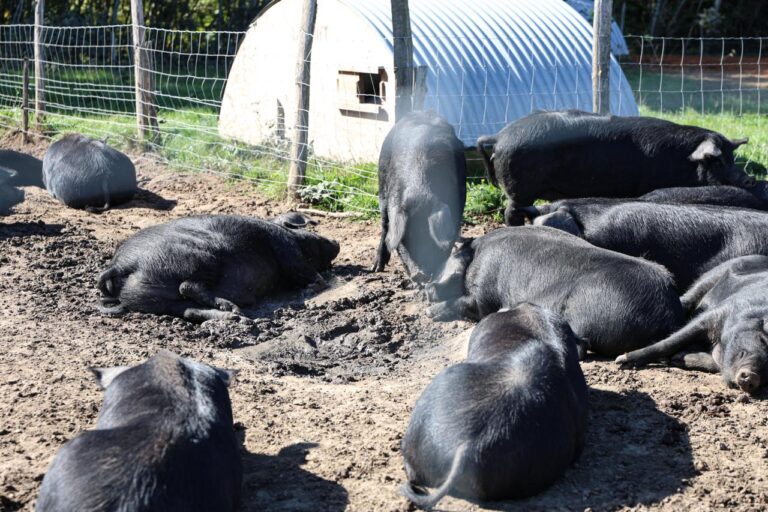 WhatsApp Image 2025 10 22 at 12.57.05 5 768x512