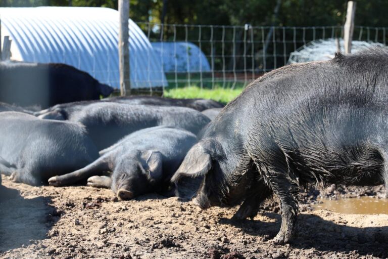 WhatsApp Image 2025 10 22 at 12.57.05 6 768x512