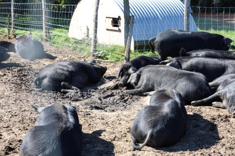 WhatsApp Image 2025 10 22 at 12.57.05 768x512