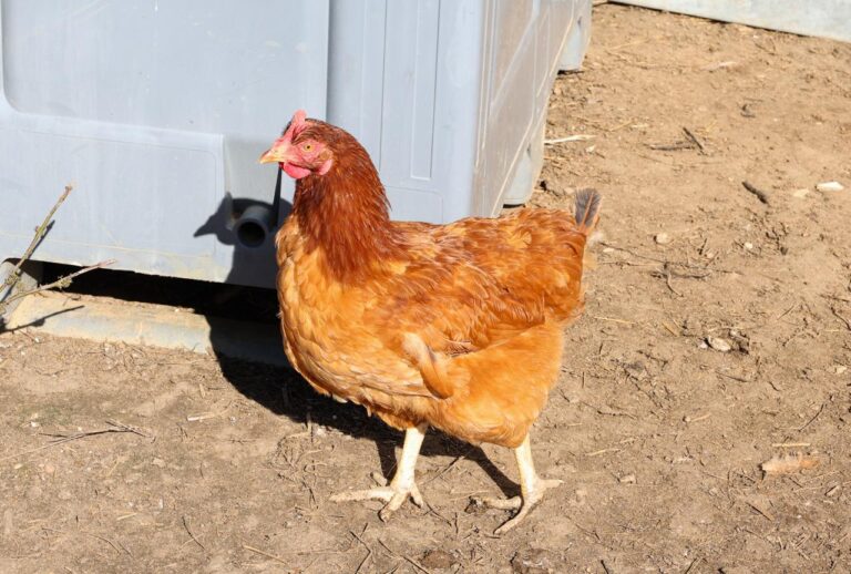 WhatsApp Image 2025 10 22 at 12.57.06 1 768x518