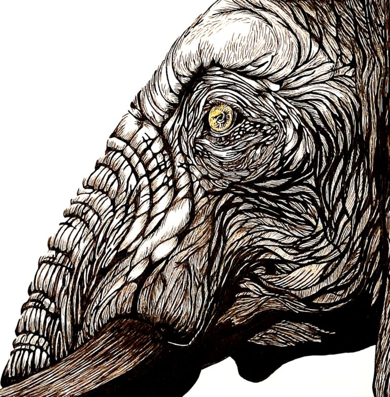 Elephant profil 768x783