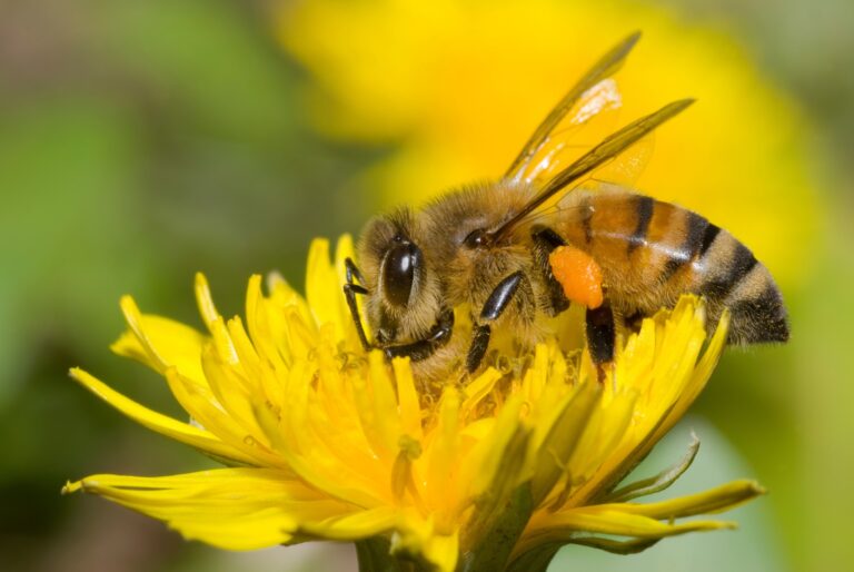 abeille pissenlit 768x514
