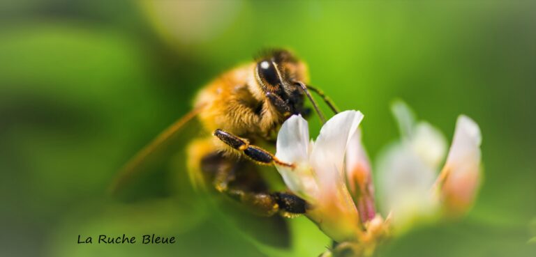 abeille sur trefle signee 768x369