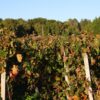 Château Mazeris