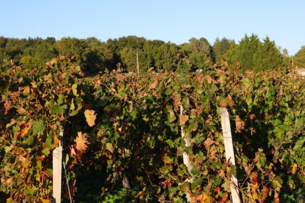 Château Mazeris